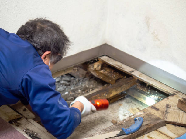 Best Professional Mold Removal  in North Eastham, MA