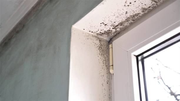Best Home Mold Removal  in North Eastham, MA