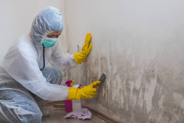 Best Attic Mold Removal  in North Eastham, MA