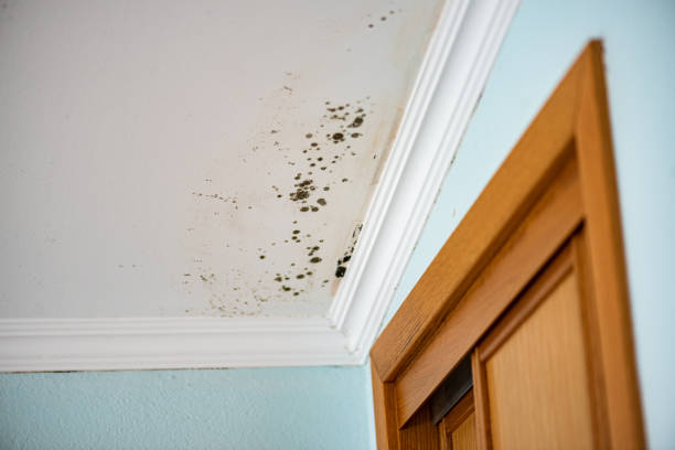 Best Mold Removal Company Near Me  in North Eastham, MA