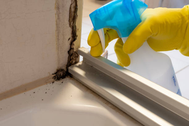 Best Black Mold Removal  in North Eastham, MA