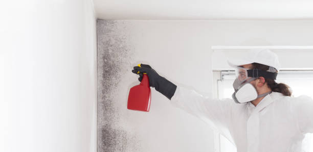 Best Local Mold Removal Service  in North Eastham, MA