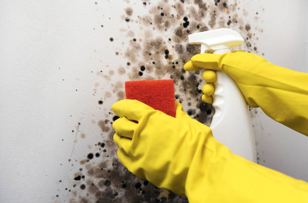Best Mold Testing  in North Eastham, MA