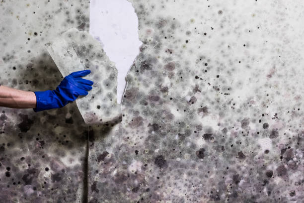 Mold Removal and Inspection in North Eastham, MA