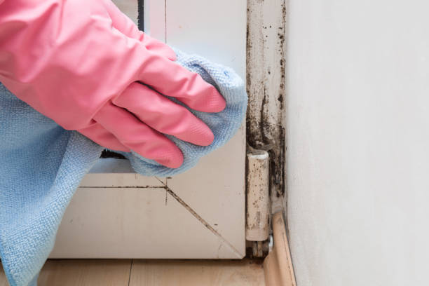 Best Crawl Space Mold Removal  in North Eastham, MA